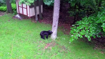 Concerned Man Begs Black Bear To Stop Climbing