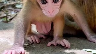 Baby monkey cute animals 70