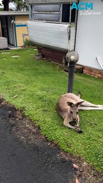 Neighbourhood watch kangaroos ‘hop into action’