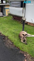 Neighbourhood watch kangaroos ‘hop into action’