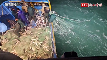 800萬年終獎金入袋！彰化父子1天捕獲2萬尾烏金大豐收(賴清美提供)