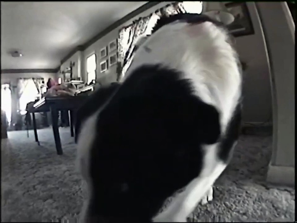 Jim Henson Dogs Xexuson - Real Life Dog Segment - Dogs at the House Room