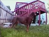 Jim Henson Dogs Xexuson - Real Life Dog Segment - Dogs A Runaway for Toys