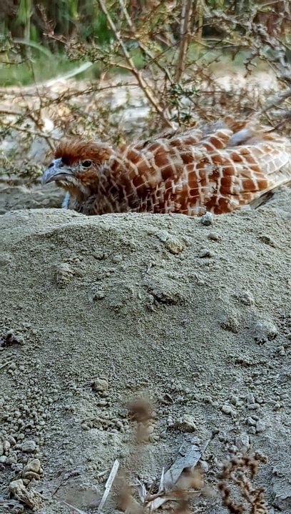 teetar quail bird