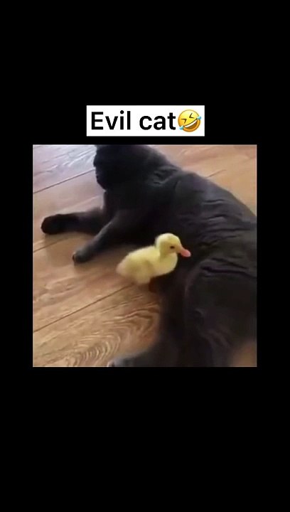 Devil cat funny reactions