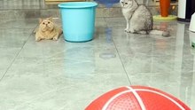playing pingball with cats