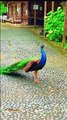 Beautiful Bird In The World Pickock #pickock #birds #animals