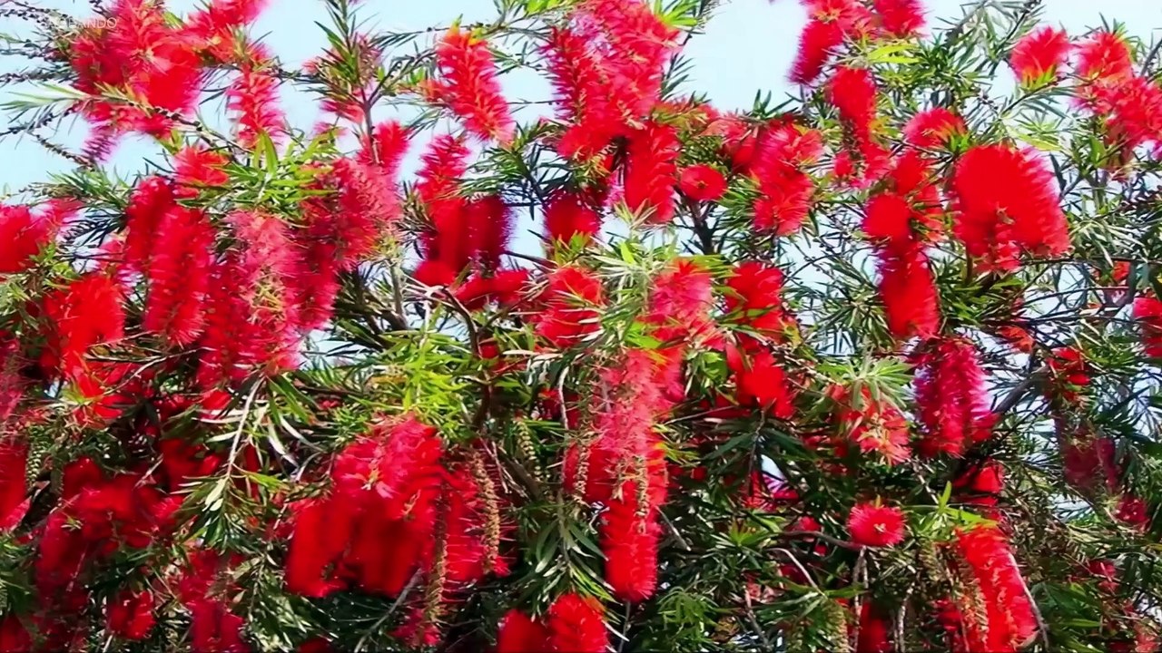 10 SMALL TREES IDEAL FOR SIDEWALKS