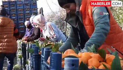Depremzede mandalina üreticisine Hatay Valisi'nden destek