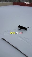 Furry Frosty Fun | Dog's Delightful Snow Playtime!  | #heartsome