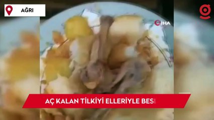 Aç kalan tilkiyi elleriyle besledi