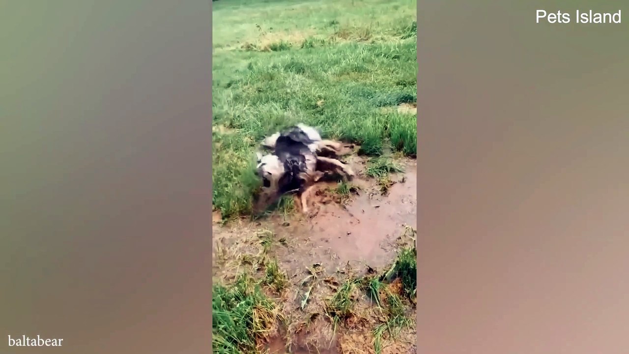 DOGS LAST FACIAL EXPRESSION SAID IT ALL