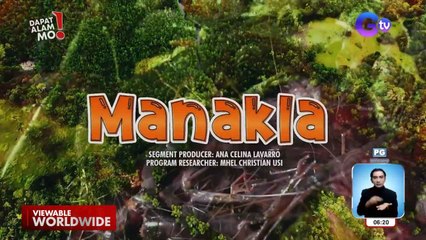 ‘Manakla’ o giant snapping shrimp, paano nga ba hinuhuli? | Dapat Alam Mo!