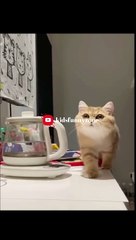  The Funniest Fails and Bloopers (Try Not to Laugh Challenge) part-23