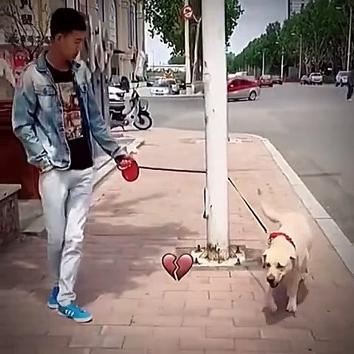 stupid dog