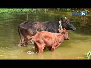 Nyagatare: Abaturage ba Rwimiyaga basangira amazi n'inka (20 Nyakanga 2016)