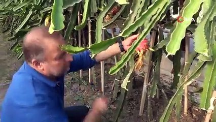 Bilecik'te görülmemiş hasat, 210 metrekarede yılda 5 ürün: Taleplere yetişemiyor, pazar sorunu yok!