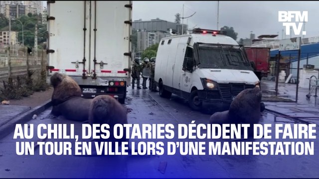 Au Chili, des otaries décident de faire un tour en ville lors d’une manifestation