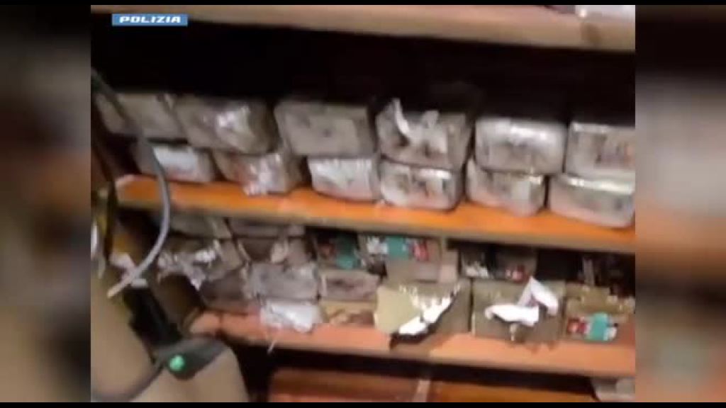 Video Armi e 140 kg di droga in casa, tre arresti nel milanese