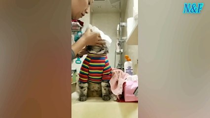 Funniest Cats Videos, The Siliest, Cutest And Funniest Cats 100