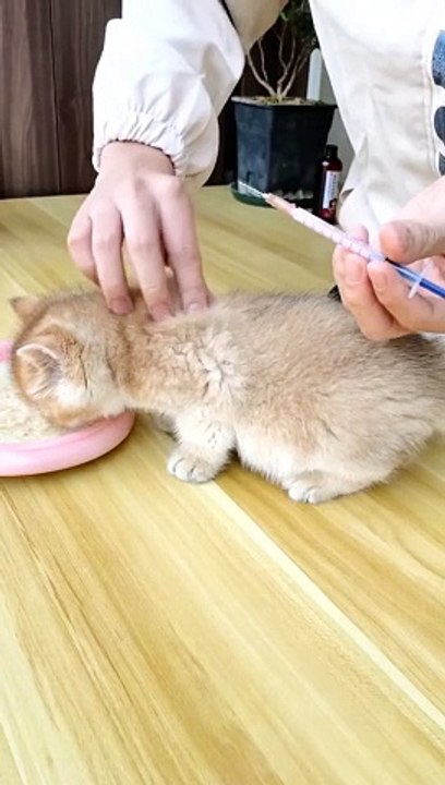 Pet Animals