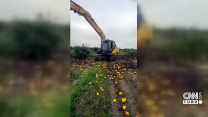 Zarar ettiklerini söylediler... Limon ağaçlarını söktüler!