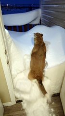 Dog Jumps Into Snowed-In Doorway