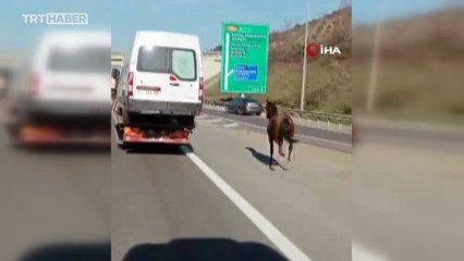 Otoyola giren at dört nala koştu