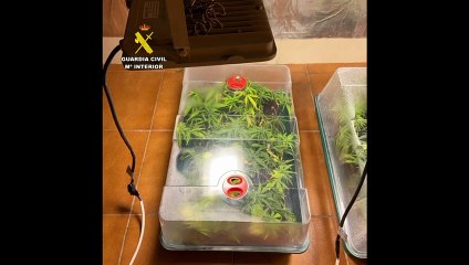 La Guardia Civil desmantela una plantación de marihuana en el sótano de una vivienda en Albarreal de Tajo