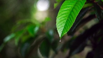 Music with gentle rainla musique avec douce pluie الموسيقى مع المطر اللطيف