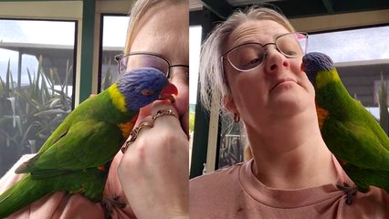 Nature's Tapestry Unveiled: A Symphony of Wonders || Best of Internet