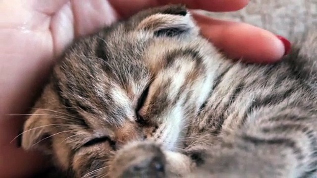 Cute baby cat
