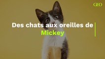 Des chats aux oreilles de Mickey