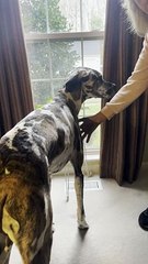 Great Dane Chatters Teeth Before Doctor Visit