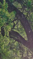 Kata Kata Bijak Francis Bacon