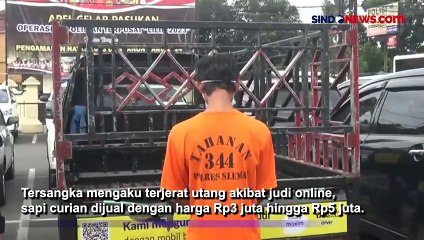 Pemuda Nekat Curi 15 Ekor Sapi Akibat Kecanduan Judi Online di Sleman