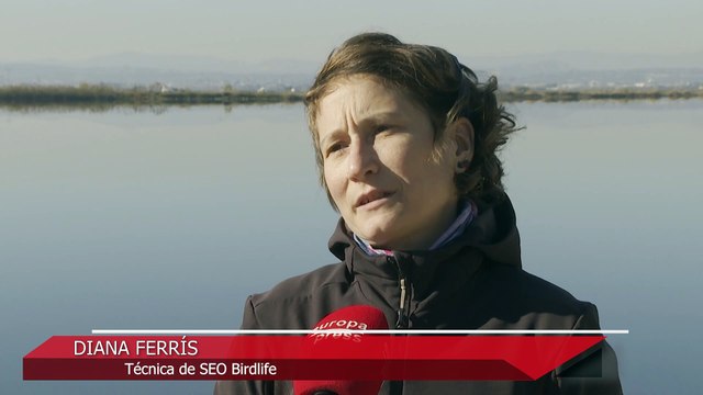 La llegada de flamencos a l'Albufera genera daños en los cultivos de arroz