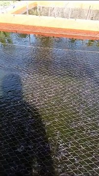 Segmen PENDEDERAN tebar ukuran 2-3cm panen ukuran 6-8cm itu sangat menguntungkan