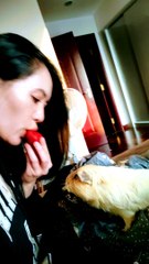 Sharing Strawberry With Guinea Pig