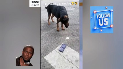Dog RECEIVES PHONE CALL