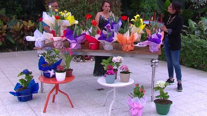 bd-el-mundo-de-los-tulipanes-291223