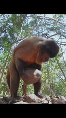 Monkey is really smart