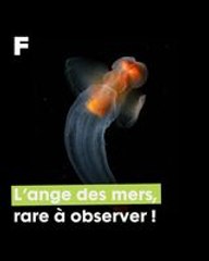 Une rencontre rarissime avec un Ange des Mers !