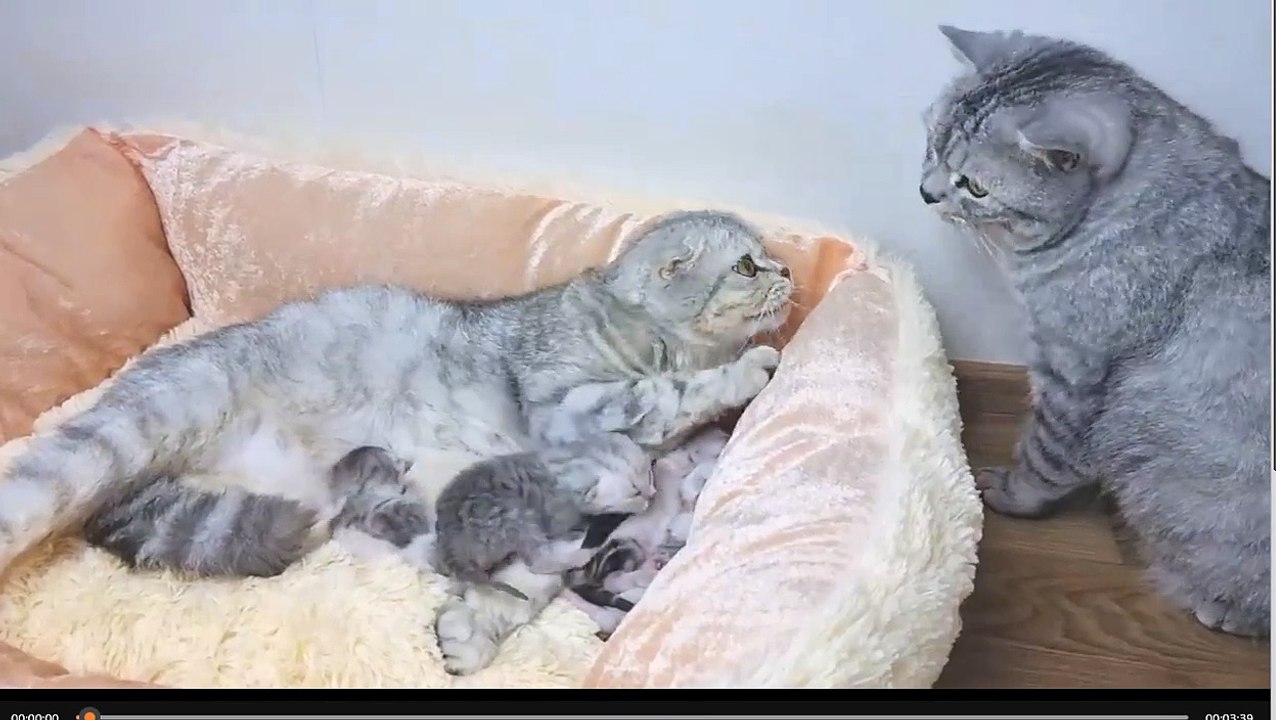 Daddy cat meets his newborn kittens