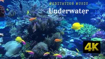 Discover the 4K Underwater Wonders of the Red Sea: Coral Reefs & Colorful Sea Life with Relaxing Music