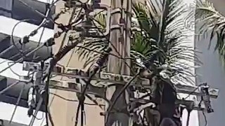Homem fica pendurado em poste após tentativa de furto de cabos