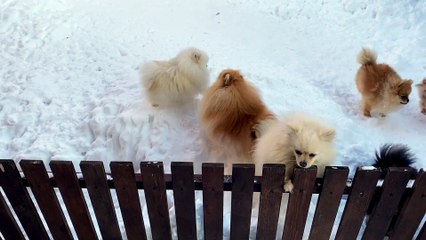 puppy dog videos and cute animals,Funny Dog  puppies doing funny.