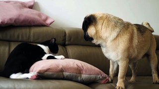FUNNIEST Cats vs Dogs,  funny animal videos, try not to laugh.