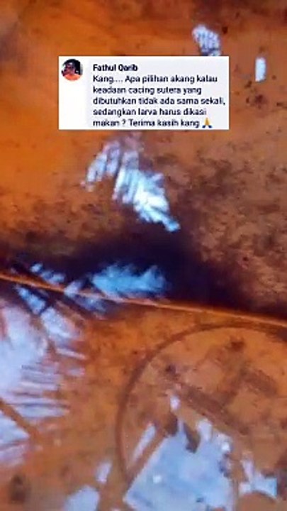 Dalam kamus budidaya lele saya tidak ada kata "tidak ada sama sekali" untuk mendapatkan cacing sutera