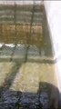 Budidaya ikan lele segmen pembesaran dikolam beton tanpa sistem, cukup treatment air